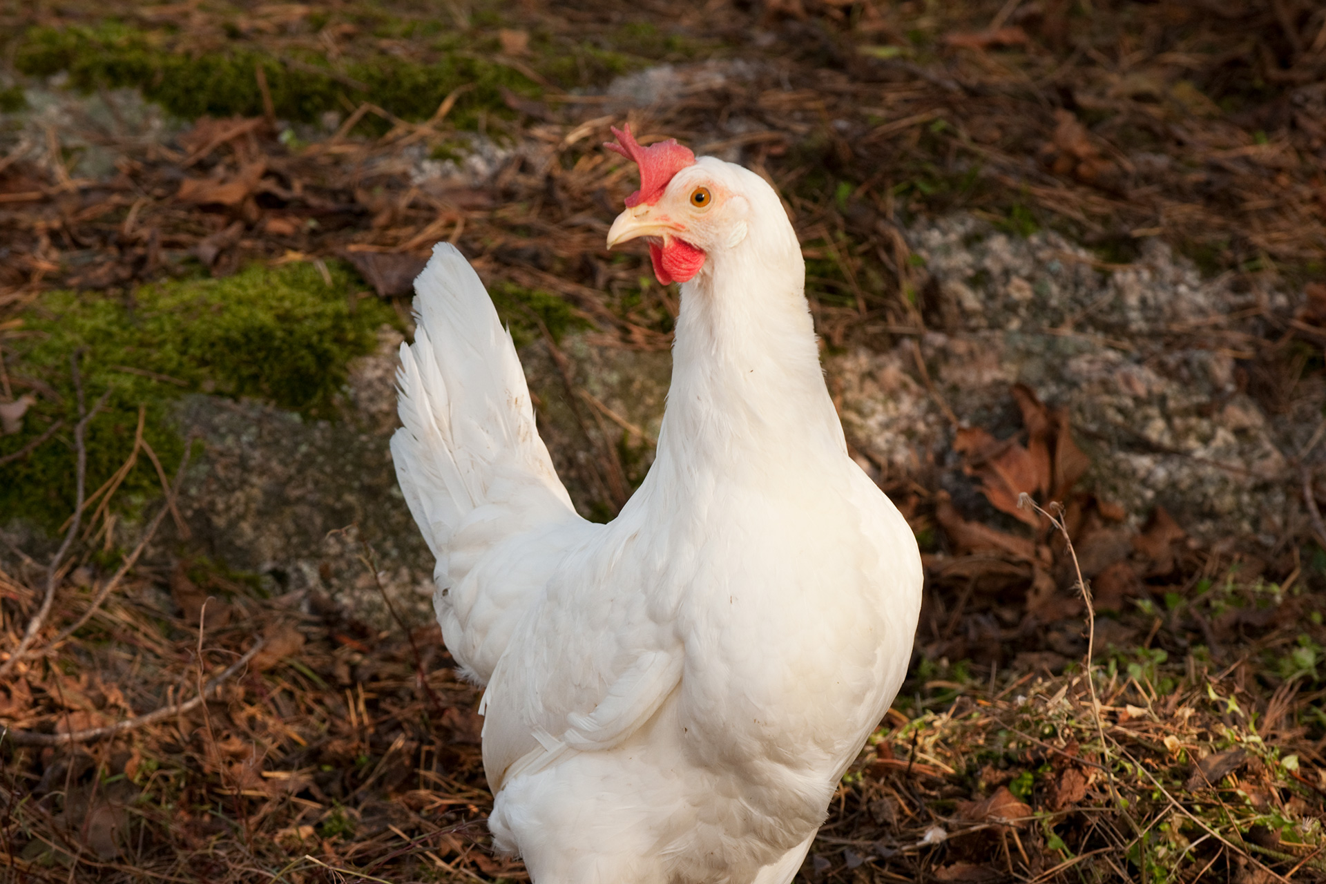 Høner fra VINGULMARK